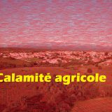 calamité agricole