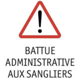 Battue administrative aux Sangliers